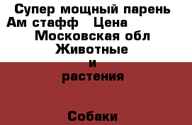 Супер мощный парень Ам.стафф › Цена ­ 45 000 - Московская обл. Животные и растения » Собаки   